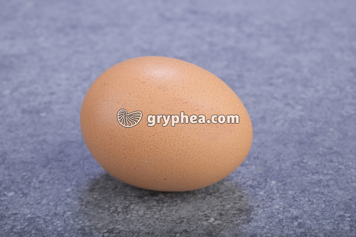 Oeuf de Poule - gryphea.org